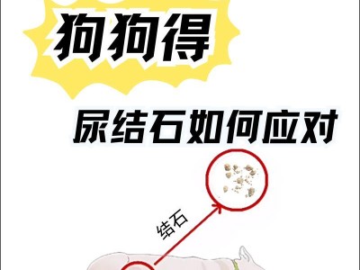 小狗尿不出尿打什么针？（了解小狗尿不出尿的原因及治疗方法）