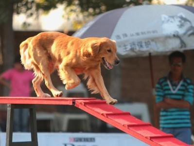 如何训练金毛犬成为优秀的宠物犬？（金毛犬训练攻略及技巧）