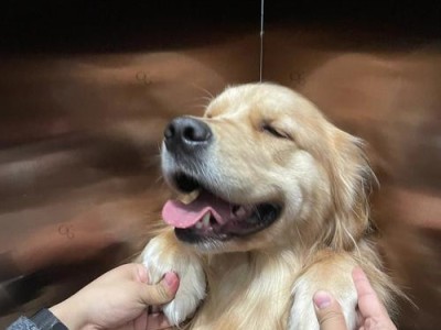 金毛小时候为什么调皮？（探索金毛犬独特个性的原因）