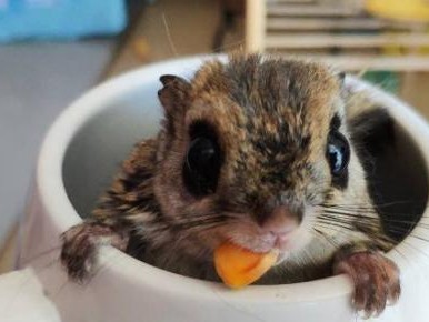 如何科学饲养小飞鼠（从宠物到伙伴的转变）