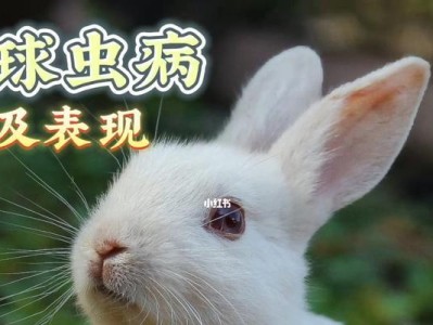 兔子常见疾病及症状（全面了解兔子的健康问题，预防与治疗从现在开始！）