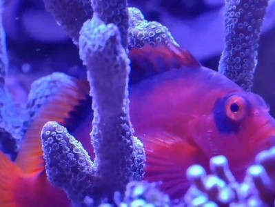 40升海缸的理想鱼类选择（适合40升海缸养鱼的精选种类及关键点）