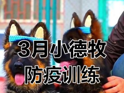 德牧价格及训练技巧大揭秘（德牧价格一览以及训练方法与技巧详解）