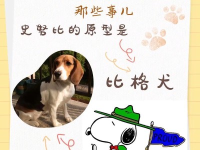 带比格犬出游必须知道的注意事项（安全、健康、舒适，为您的宠物考虑）