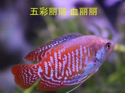 初次养鱼的最佳选择（选择易养鱼品种的关键）