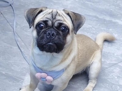 如何训练2个月大的巴哥宠物（让你的小狗成为最聪明的犬只）