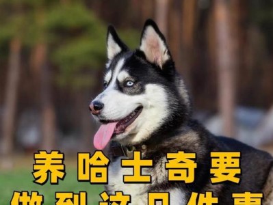 养一只哈士奇需要多少钱？（了解哈士奇养育成本及是否值得投资）