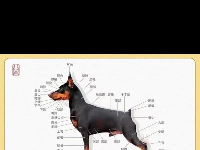 杜宾犬价格与纯种鉴定（了解杜宾犬的市场价格及纯种认证方式）