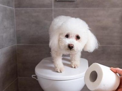 训练狗狗上厕所的技巧（以宠物为主，教你轻松让狗狗成为良好的小伙伴）