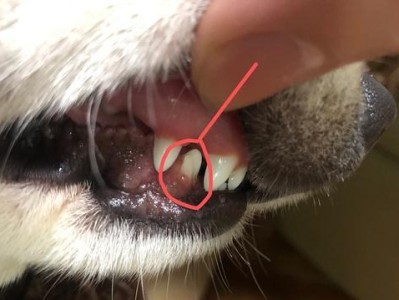 幼犬退牙的时间和注意事项（幼犬退牙周期）