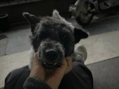 宠物狗被偷了怎么办？（失去伙伴，如何寻回宠物狗？）