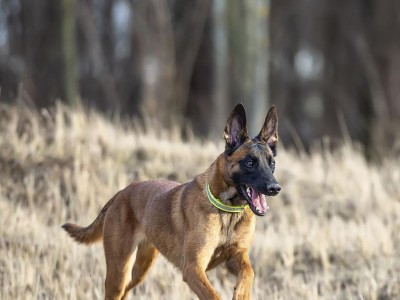 马利诺斯犬的饲养方法（了解这些才能养好你的马利诺斯犬）