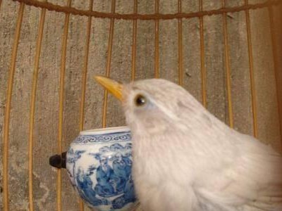以眉边上一个鸟（寻找飞鸟的足迹）