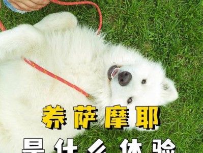如何关爱你的萨摩耶宝宝（萨摩耶养护指南，让你的毛绒球健康快乐）