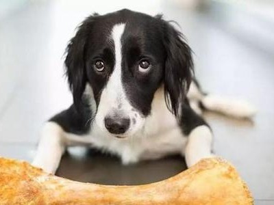 如何训练你的宠物犬不吃街上的食物（以正面激励为主的训练方法）