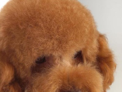 泰迪犬的多彩世界（探索泰迪犬的丰富颜色谱系与特点）