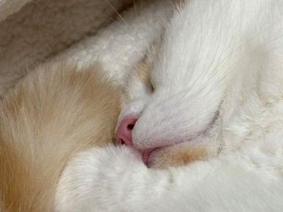 猫舌头吐出来怎么办——药物治疗及预防（了解猫舌头吐出现象，预防与治疗方法一览）