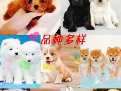 英系与美系博美犬（揭秘博美犬的区别，让你不再困惑）