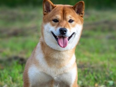 柴犬（探寻柴犬魅力所在与养育挑战，从贵宠到家庭宠物的巨变）