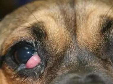 小狗狂犬病症状（宠物健康保护，从了解狂犬病症状开始）