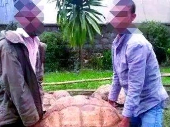 如何照顾豹纹陆龟？（养护豹纹陆龟的关键技巧和注意事项）