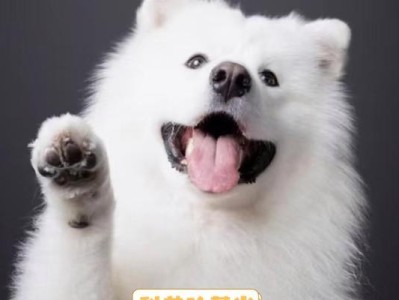 美式萨摩耶与银狐犬（探索两种狗狗的外貌、性格和需求，帮助你选择适合的宠物伴侣）