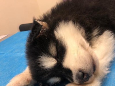 幼犬疫苗（幼犬疫苗的重要性与注意事项）