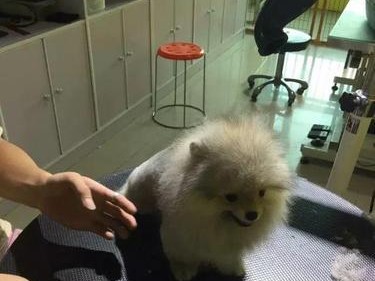 博美犬美容修剪流程（为你的宠物带来完美的造型）