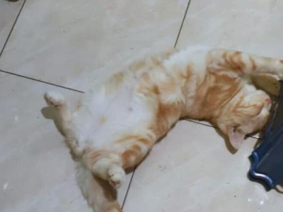 猫咪肚子圆鼓鼓的原因及应对方法（了解猫咪肚子圆鼓鼓的原因，保持猫咪健康快乐）