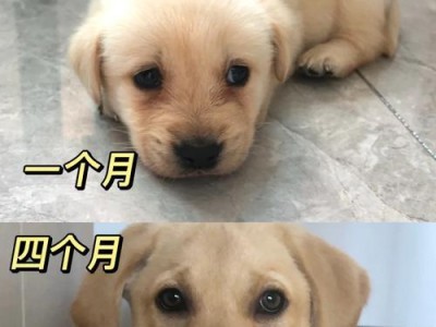 狗狗换环境的影响（探索新环境对狗狗行为和健康的影响）