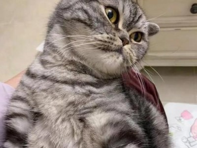 如何判断猫咪是否缺钙？（掌握这些关键指标，宠物猫咪更健康！）