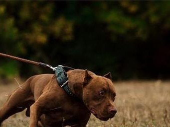 比特犬的饮食健康（让你的比特犬吃得开心和健康）
