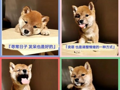 狗狗配种的注意事项（关于狗狗配种的一些重要信息）