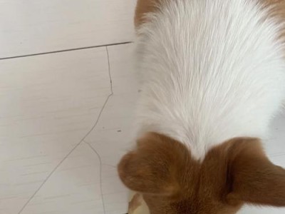狗狗磨牙（狗狗磨牙是什么感觉？探寻口腔健康的关键）