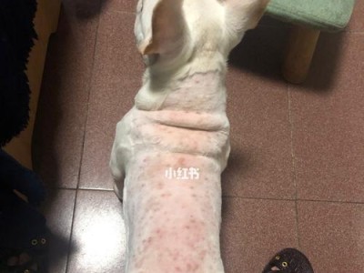 以法斗治愈湿疹的奇迹（探索法斗对湿疹的疗效及持续时间）