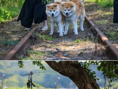 秋田犬与黄金猎犬（秋田犬的忠诚和黄金猎犬的智慧，何者更受欢迎？）