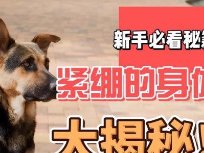 狗身体内有哪些重要作用？（探索狗的身体结构和功能，了解它们在日常生活中的重要作用）
