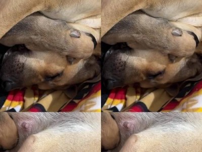 照顾新生幼犬的注意事项（打造健康快乐的小狗生活）