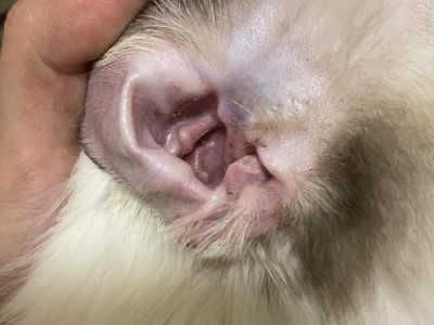 猫耳朵疾病全解析（探索猫耳朵常见疾病及预防方法）