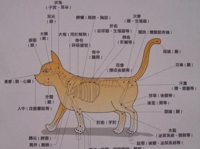 如何科学饲养格雷伊猎犬（宠物爱好者必备的养犬技巧，从营养到训练全方位呵护）