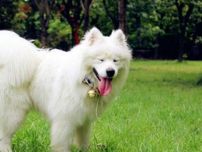 萨摩耶成年犬的合理饮食安排（以萨摩耶成年喂什么？合理饮食提升犬只健康）