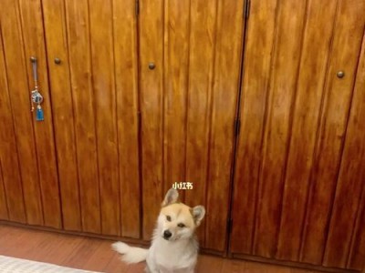 狗毛为什么会变黄变黑？（探究狗毛变色的原因与解决方法）