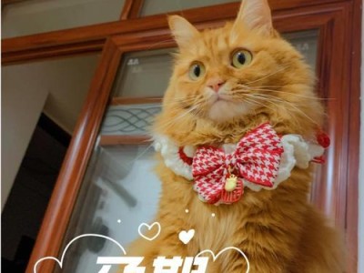 怀孕多久不能养猫（了解正确的养猫时间，保护母婴健康）