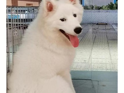 探秘以萨摩为主题的犬种多样性（了解以萨摩的犬种特点，从外貌到性格多样化，一览无遗）