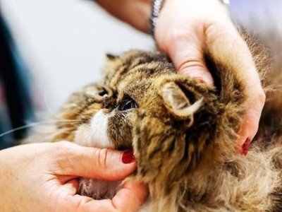 猫的成长过程（探索猫咪从出生到成年的成长轨迹）