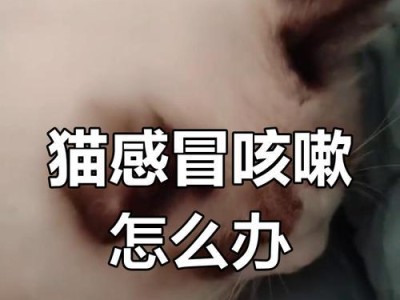 猫咪呼吸道感染的恢复时间（了解猫咪呼吸道感染的康复时间及注意事项）