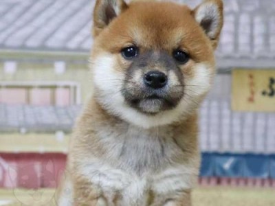 包头犬舍——宠物犬的天堂（探索包头犬舍的美妙世界）
