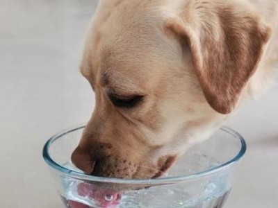 探究狗狗拉屎为水状的原因（从宠物健康、饮食习惯、肠道排便等方面分析）