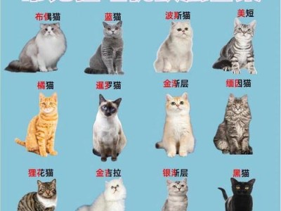 养猫，选择什么品种最适合？（探寻适合自己养的猫咪品种）
