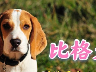 如何训练比格犬停止乱叫（解决犬只乱叫问题的有效方法和技巧）